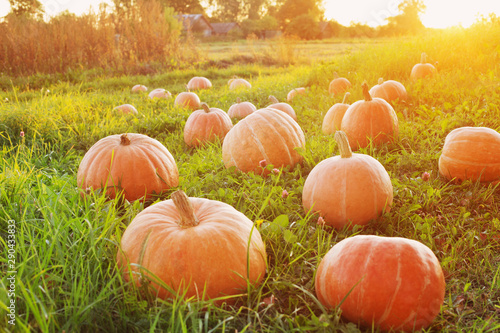 field with pumpkins at sunset