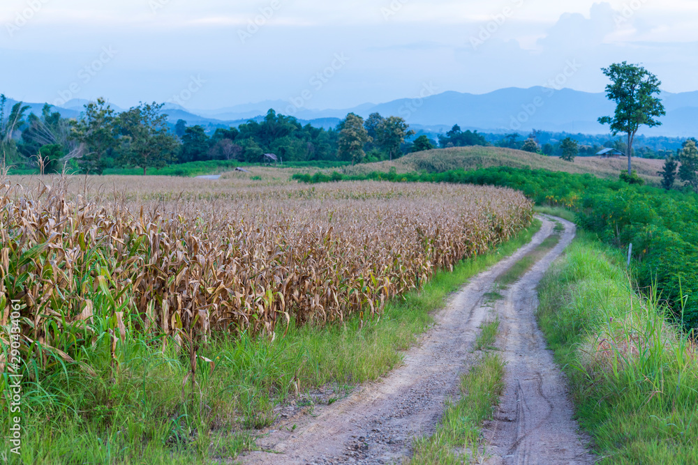 The path on the ridge of a rural corn farmer