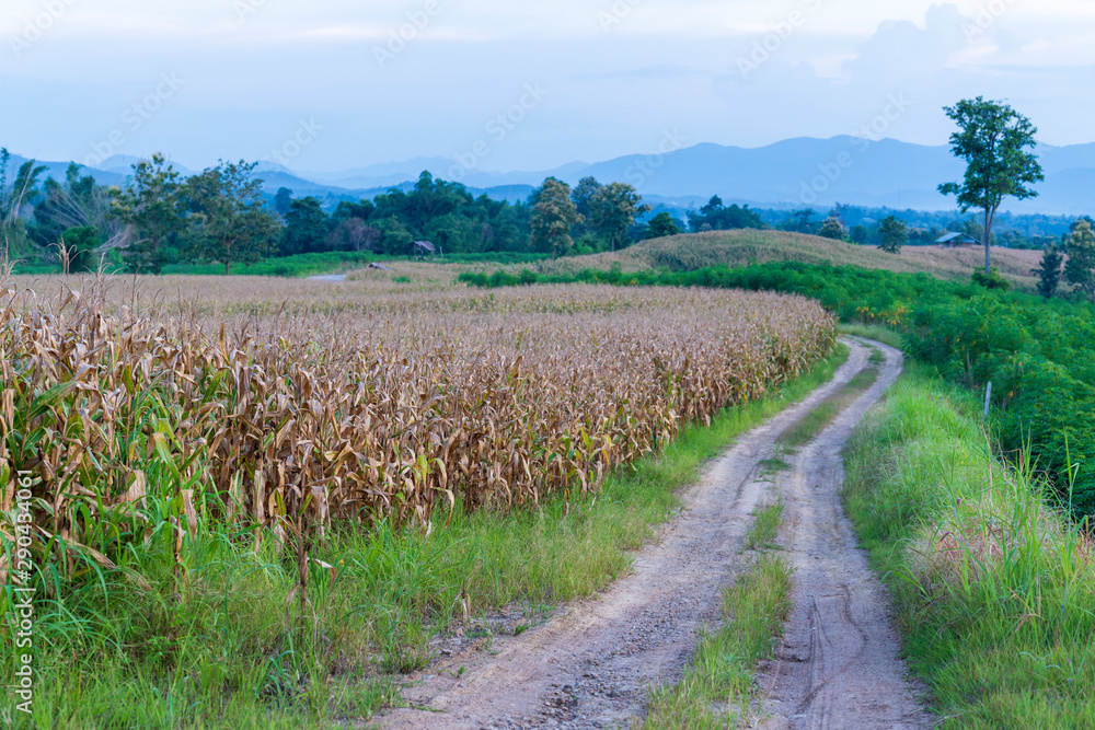 Fototapeta premium The path on the ridge of a rural corn farmer