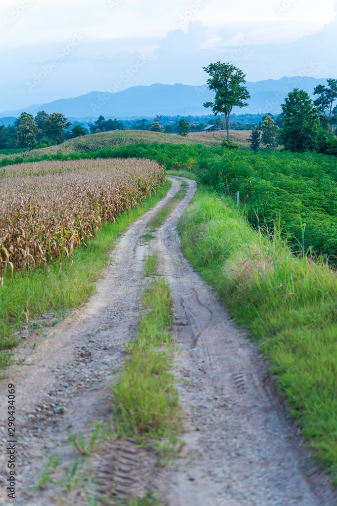 The path on the ridge of a rural corn farmer The path on the ridge of a rural corn farmer