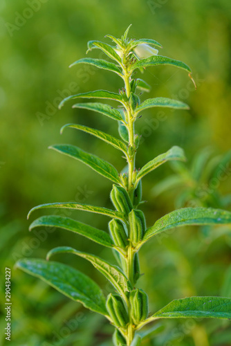 Sesame seed flower on tree in the field  Sesame a tall annual herbaceous plant of tropical