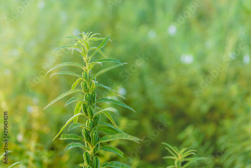 Sesame seed flower on tree in the field  Sesame a tall annual herbaceous plant of tropical