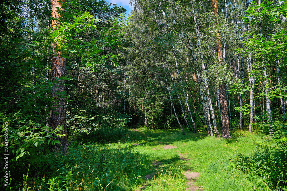 Obraz premium Beautiful glade in the forest lit by the sun. Forest glade on a sunny summer day.