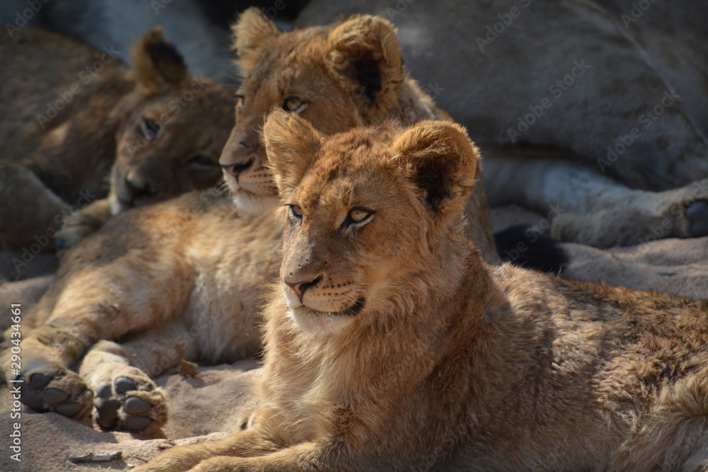 Obraz premium African lions in the sun