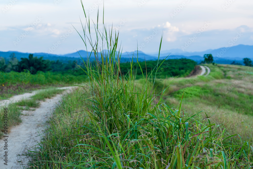 The path on the ridge of a rural corn farmer