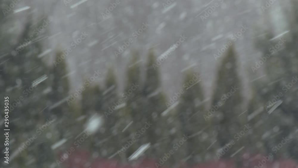 4K Snow falls against evergreen background in New England 4K Snow falls against evergreen background in New England