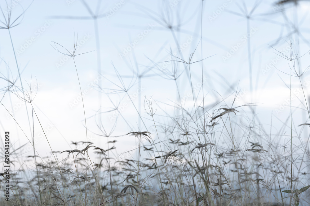 The flowers in the winter are approaching.