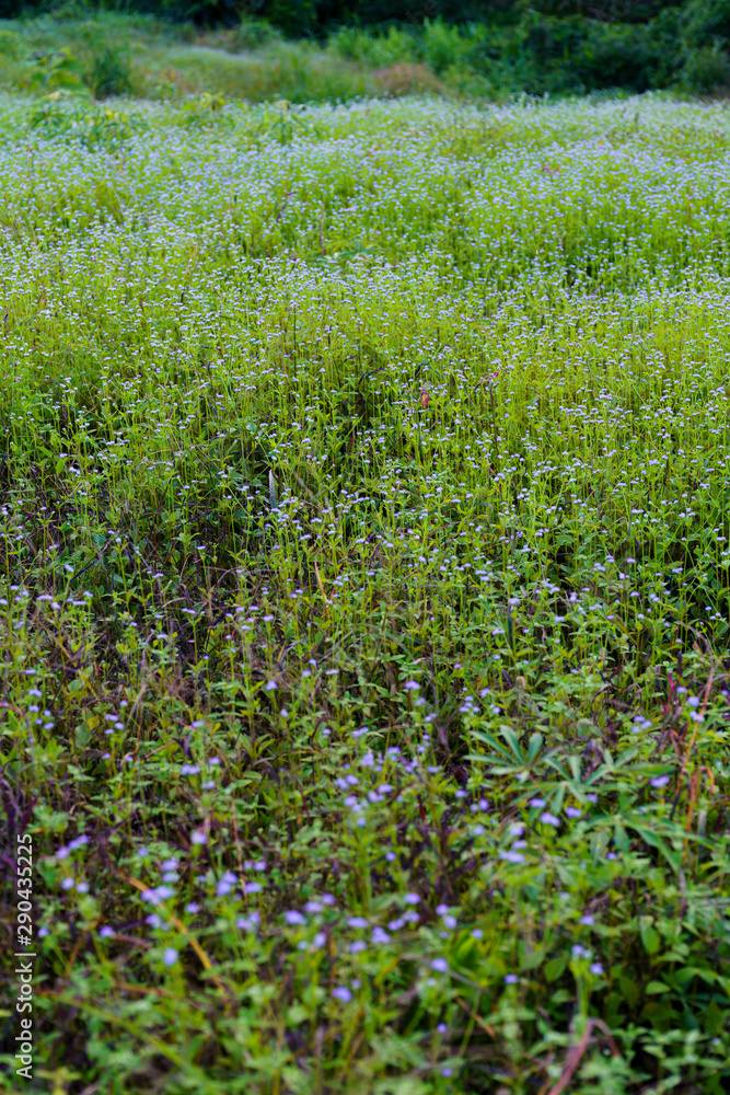 field of flowers field of flowers