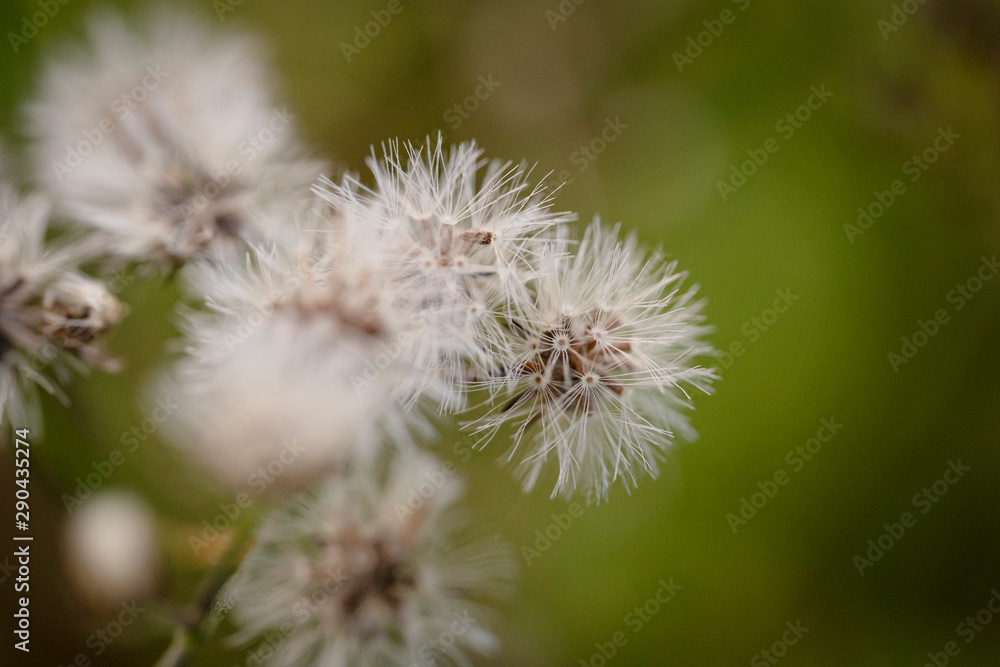 A close up view of a dandelion flower ready to spread the seeds. A close up view of a dandelion flower ready to spread the seeds.