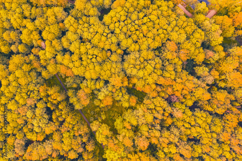 Autumn bright yellow trees in a park with hiking trails, aerial top view look down.