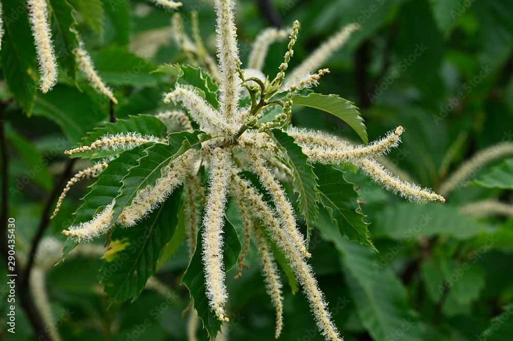 Yellow flowers of chestnut and green leaves. Yellow flowers of chestnut and green leaves.
