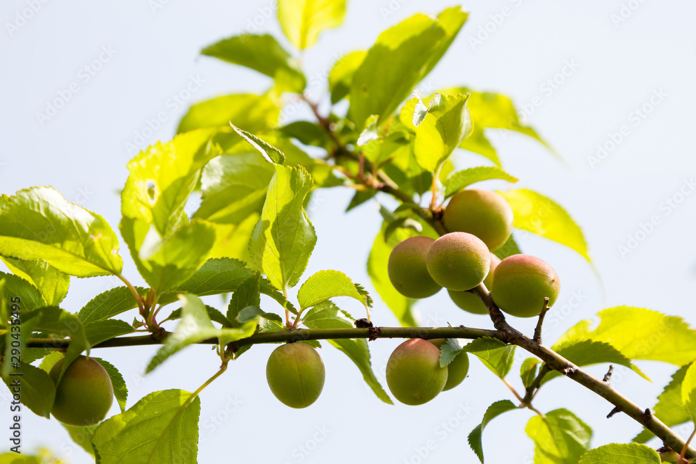Young green ume plum fruit on a tree., Japan plum. Young green ume plum fruit on a tree., Japan plum.