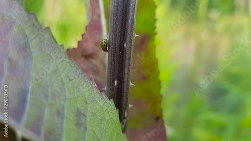 Close up shot of Psyllobora vigintiduopunctata, 22-spot ladybird walking on a stalk photo