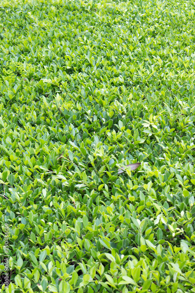 green field of flowers green field of flowers