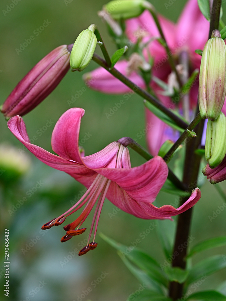 Pink lily flower in the garden.