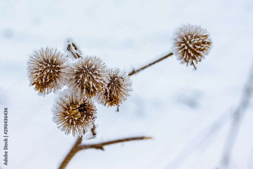 Obraz premium Dry thistle branch, covered with frost, on snow background_
