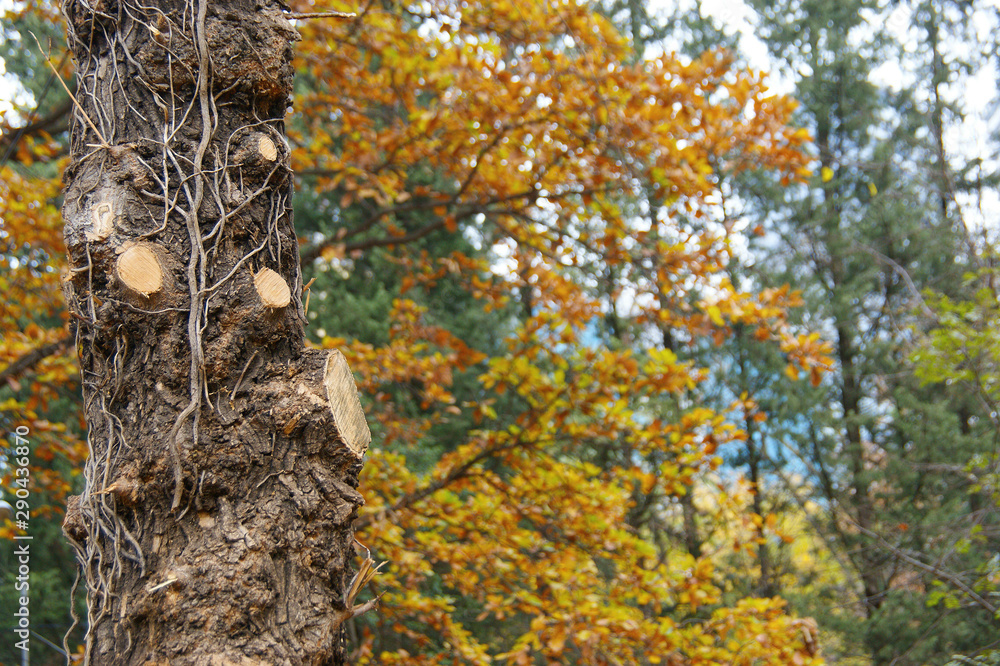 old tree overgrown with ivy on a background of autumn forest old tree overgrown with ivy on a background of autumn forest