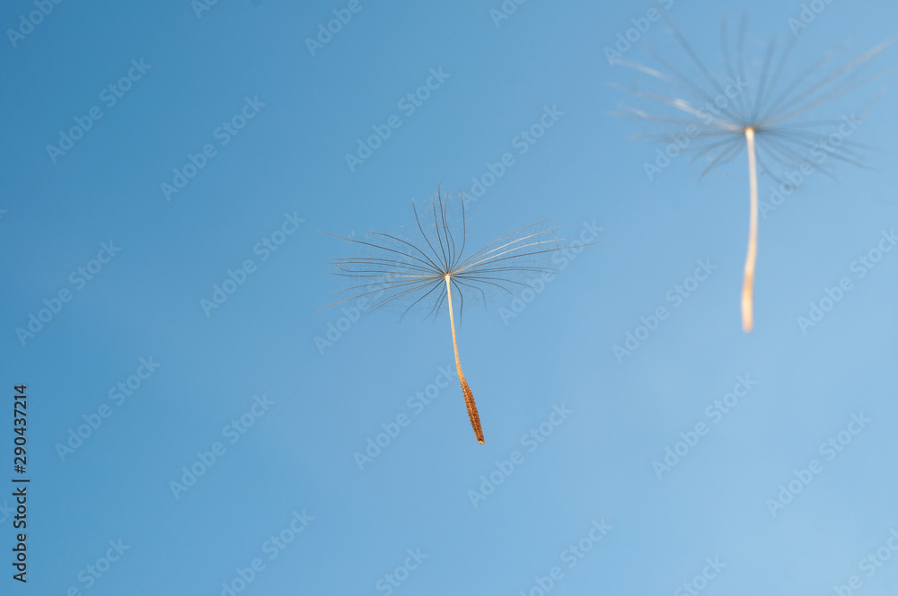 Fototapeta premium flying dandelion seeds on a blue