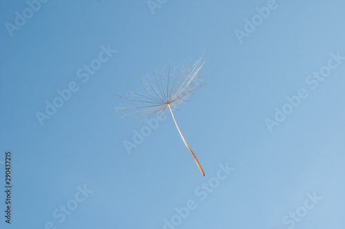 flying dandelion seeds on a blue