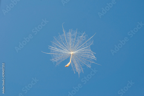 flying dandelion seeds on a blue