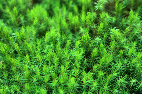 Green moss in the forest. Natural natural background.