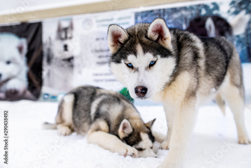Two playing siberian husky dogs outdoor. Two Siberian Husky dogs looks forward sitting on the snowy shore frozen river. Cute portrait beautiful dogs