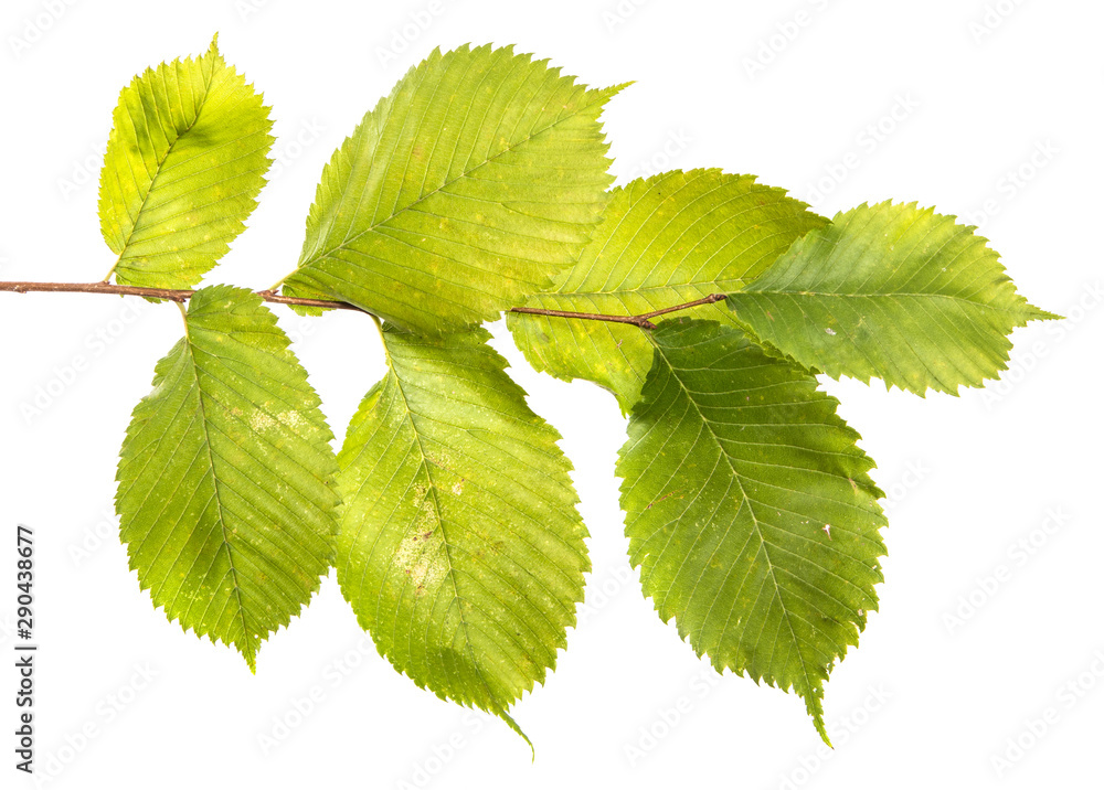 Elm tree branch with green leaves, isolate. Green foliage on branches, on an isolated white background Elm tree branch with green leaves, isolate. Green foliage on branches, on an isolated white background