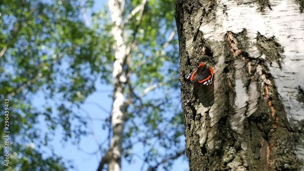 The butterfly sits on a birch. The butterfly sits on a birch.
