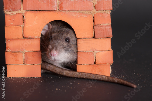 domestic rat in a brick house closeup