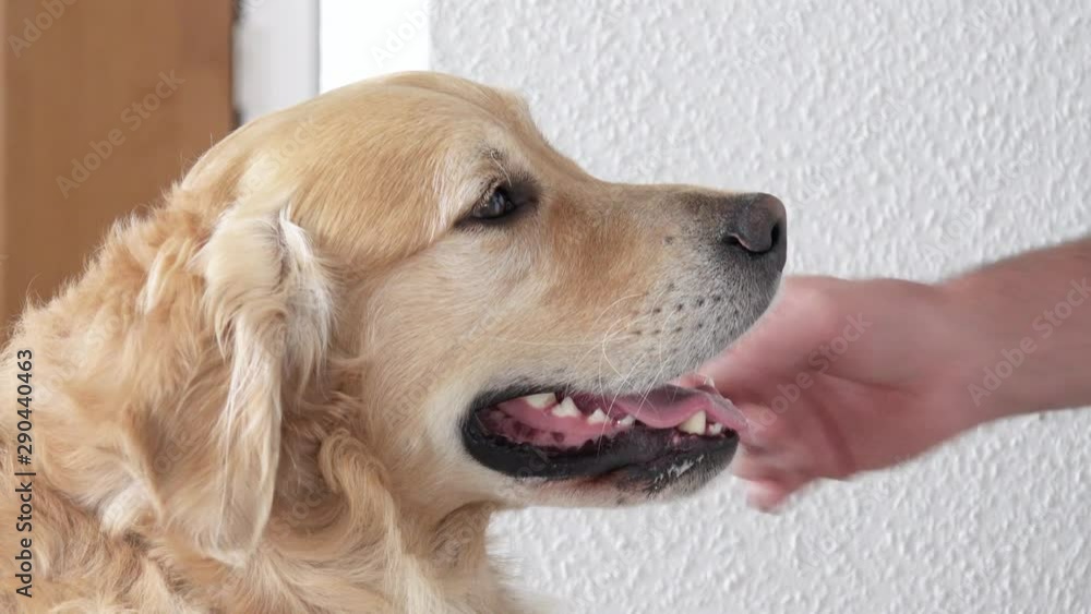 dog and man enjoy the friendship an dog gets reward dog and man enjoy the friendship an dog gets reward