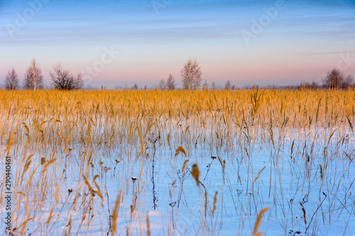 Winter landscape. Frozen field on the background of a group of snowy birches and the beautiful sky at sunset.