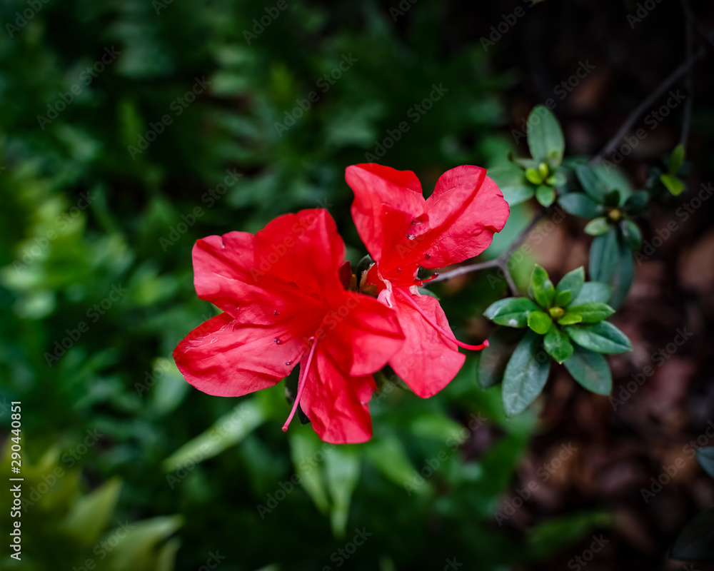 Obraz premium Colombia