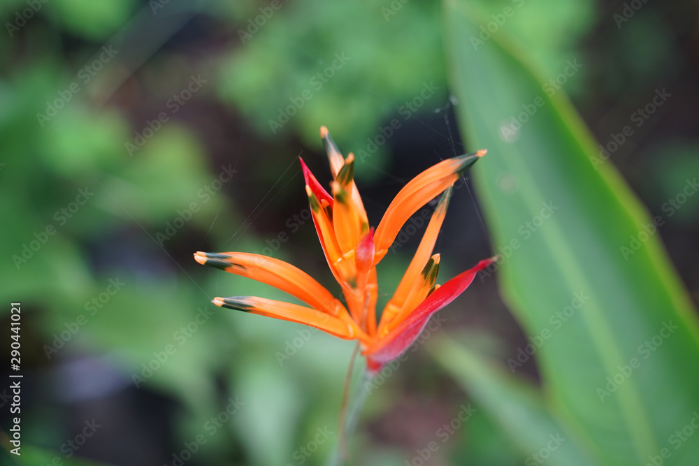 Obraz premium Colombia