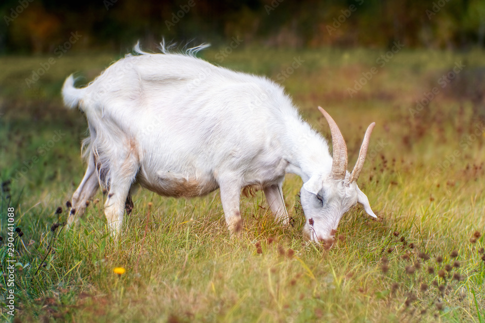 Obraz premium White goat with horns on a grass