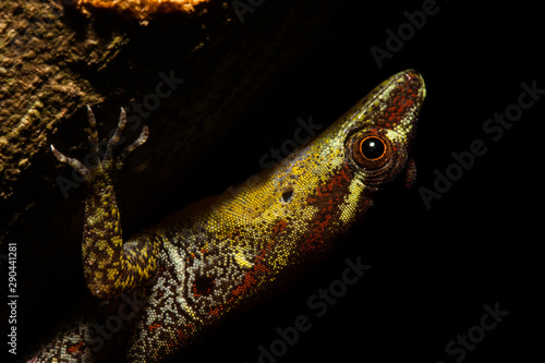 Trinidad gecko (Gonatodes humeralis) photo