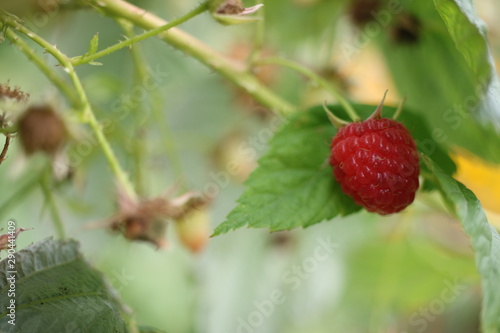 Raspberry. Background