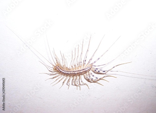 house centipede on wall