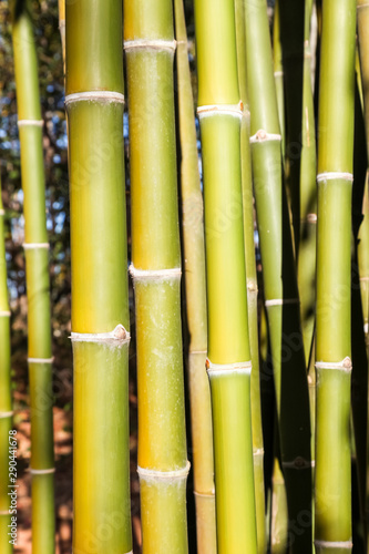 Green bamboo tree in a garden.  Green bamboo background.