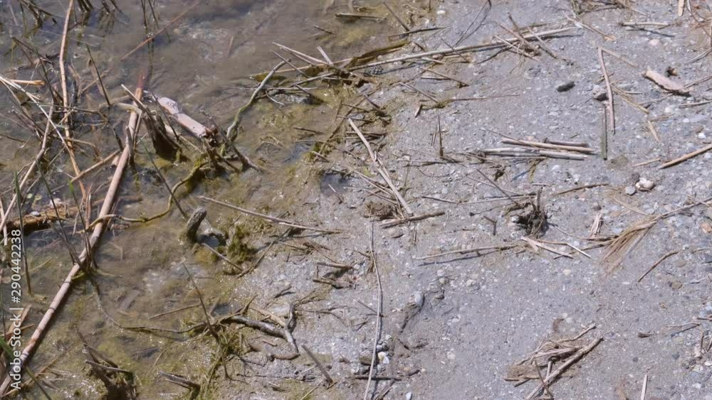 Wildlife on the river. Stones and branches on the bank. Little frog jumping along the riverbank to the water. Wildlife on the river. Stones and branches on the bank. Little frog jumping along the riverbank to the water.