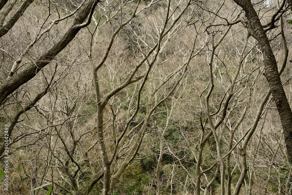 枯れ木 寒々しい 落葉 冬の風景 枯れ木 寒々しい 落葉 冬の風景