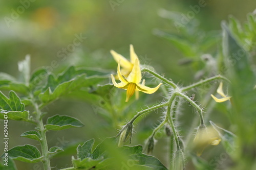 Blooming tomato flower on a tomato stem