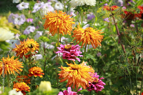 colorful field of flowers in the garden