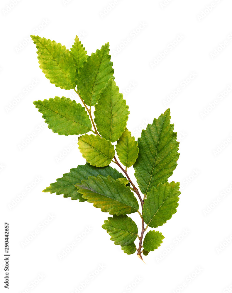 Autumn branch with green and yellow leaves