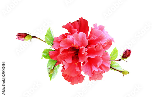 Hibiscus flower in tropical...