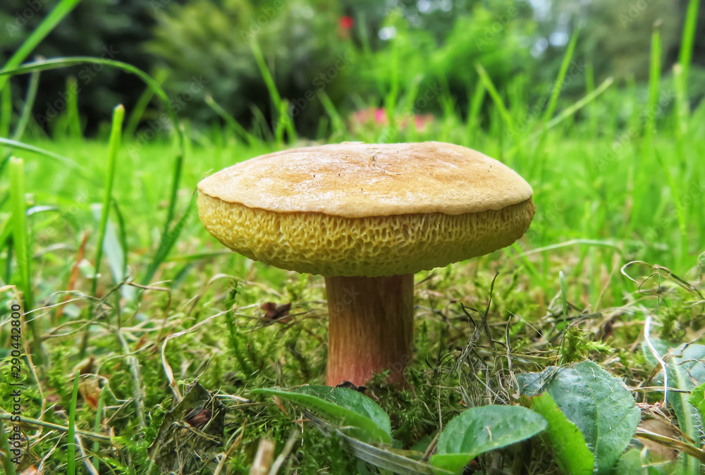 closeup of xerocomellus, an edible mushroom closeup of xerocomellus, an edible mushroom
