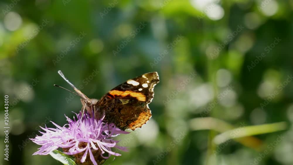 Butterfly admiral disabled person Butterfly admiral disabled person
