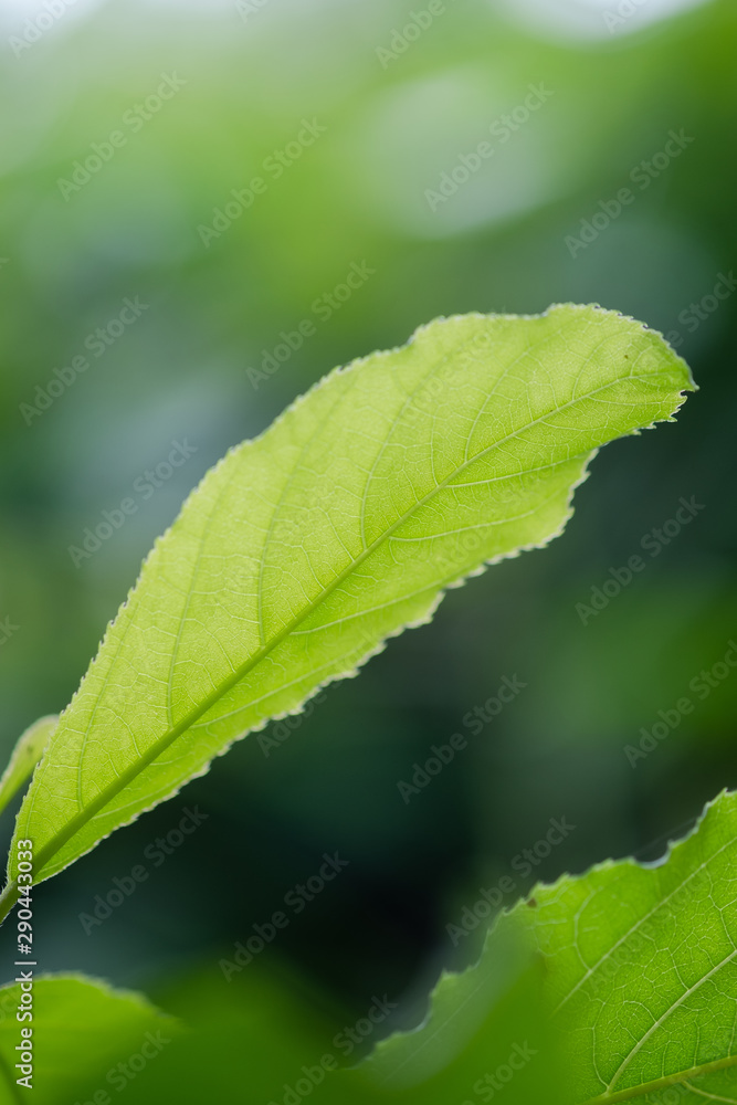 green leaf with drops of water green leaf with drops of water