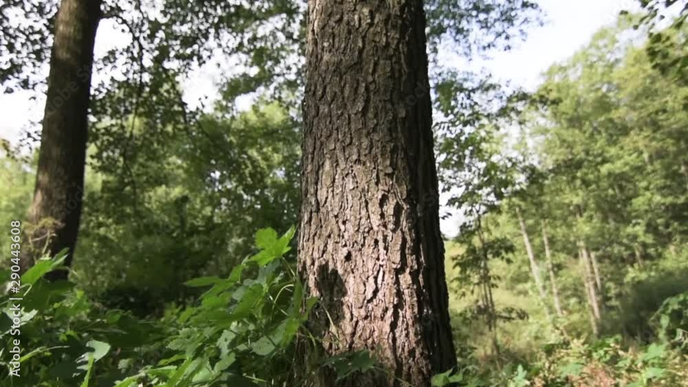 Closeup of a tree trunk in the forest with subtle sunlight Closeup of a tree trunk in the forest with subtle sunlight