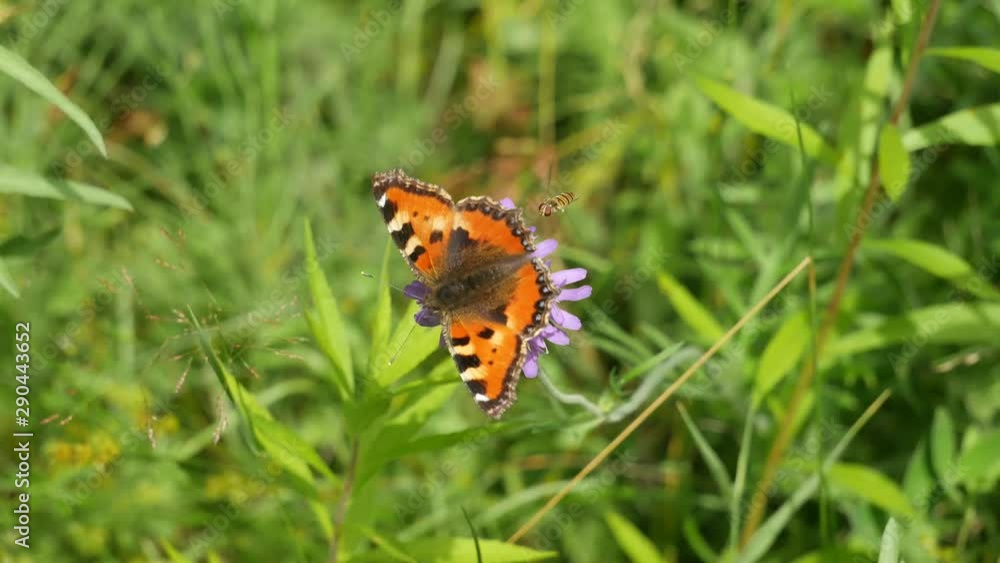 Butterfly and gadfly. Butterfly and gadfly.