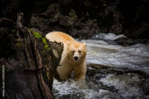 spirit bear
